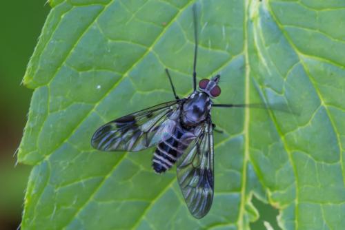 Ibisia marginata